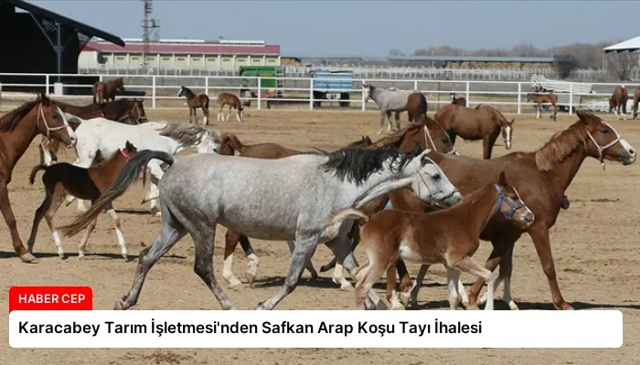 Karacabey Tarım İşletmesi’nden Safkan Arap Koşu Tayı İhalesi