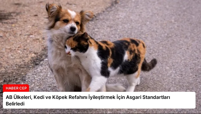 AB Ülkeleri, Kedi ve Köpek Refahını İyileştirmek İçin Asgari Standartları Belirledi