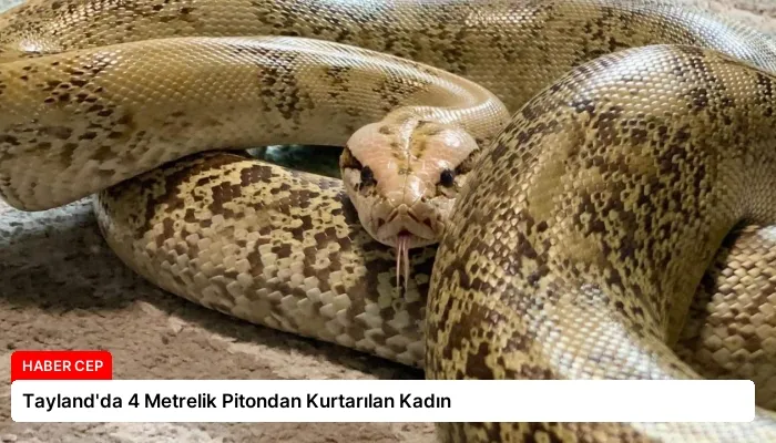 Tayland’da 4 Metrelik Pitondan Kurtarılan Kadın