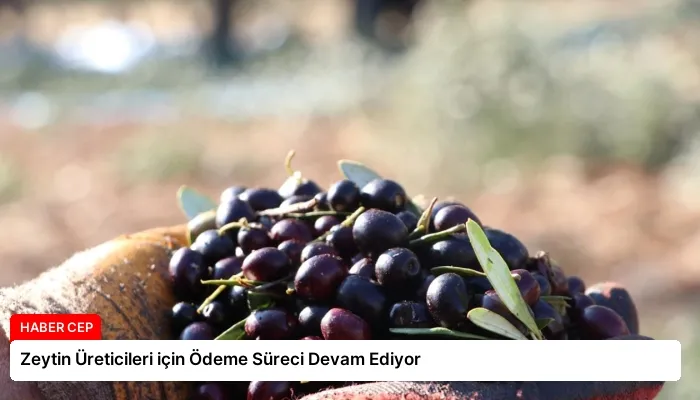 Zeytin Üreticileri için Ödeme Süreci Devam Ediyor