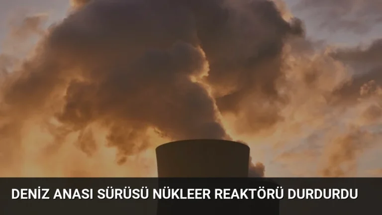 Deniz Anası Sürüsü Nükleer Reaktörü Durdurdu