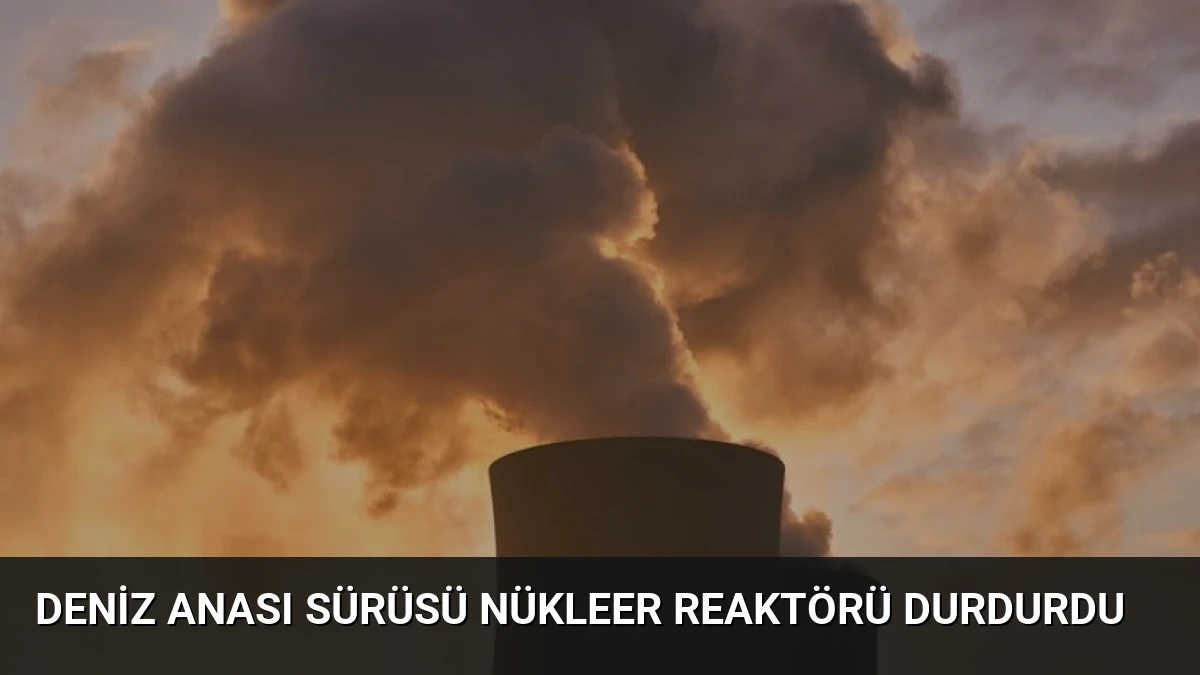 Deniz Anası Sürüsü Nükleer Reaktörü Durdurdu