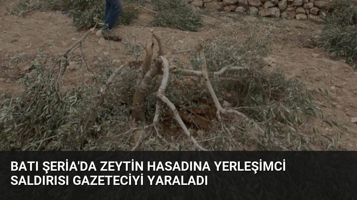 Batı Şeria’da Zeytin Hasadına Yerleşimci Saldırısı Gazeteciyi Yaraladı