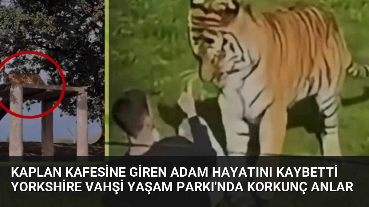 Kaplan Kafesine Giren Adam Hayatını Kaybetti Yorkshire Vahşi Yaşam Parkı’nda Korkunç Anlar